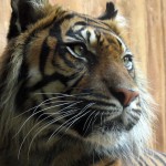 Tigerporträtt
