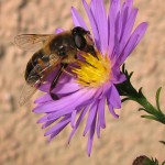 Ett bi en en blomma