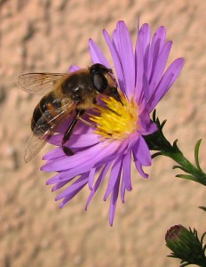 Ett bi en en blomma