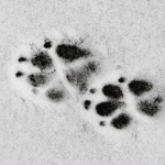 Hundtasspår i snö