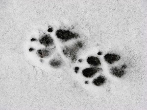 Hundtasspår i snö