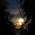 Fullmåne bakom trädtoppar