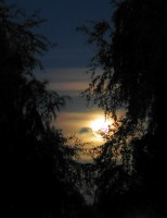 Fullmåne bakom trädtoppar