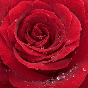 Röd ros med vattendroppar