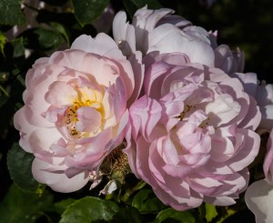 Rosa roser
