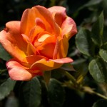 Orange ros