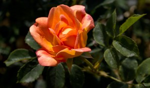 Orange ros