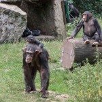 Shimpanser