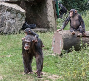 Shimpanser