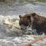 Plaskande björn