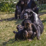 Schimpanser