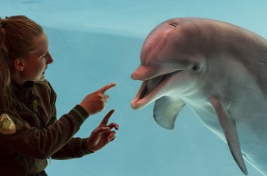 Tränare pratar med Delfin