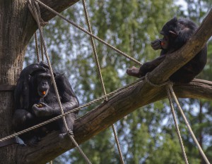 Ätande Schimpanser