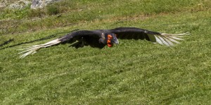 Flygande Marknäshornsfågel